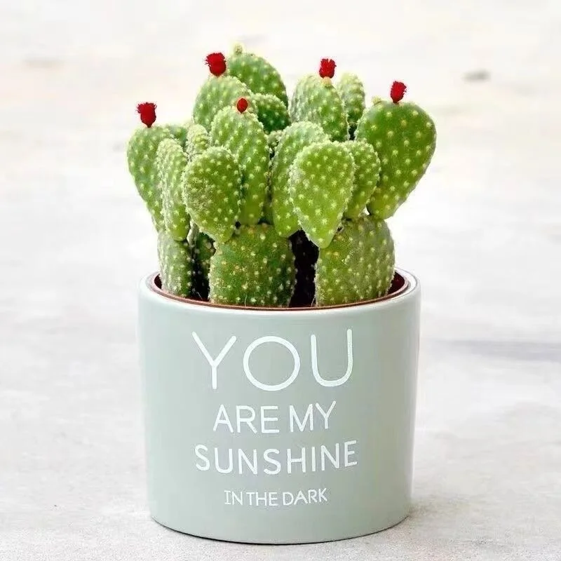 ?开花聚财山仙人掌桌面盆栽?