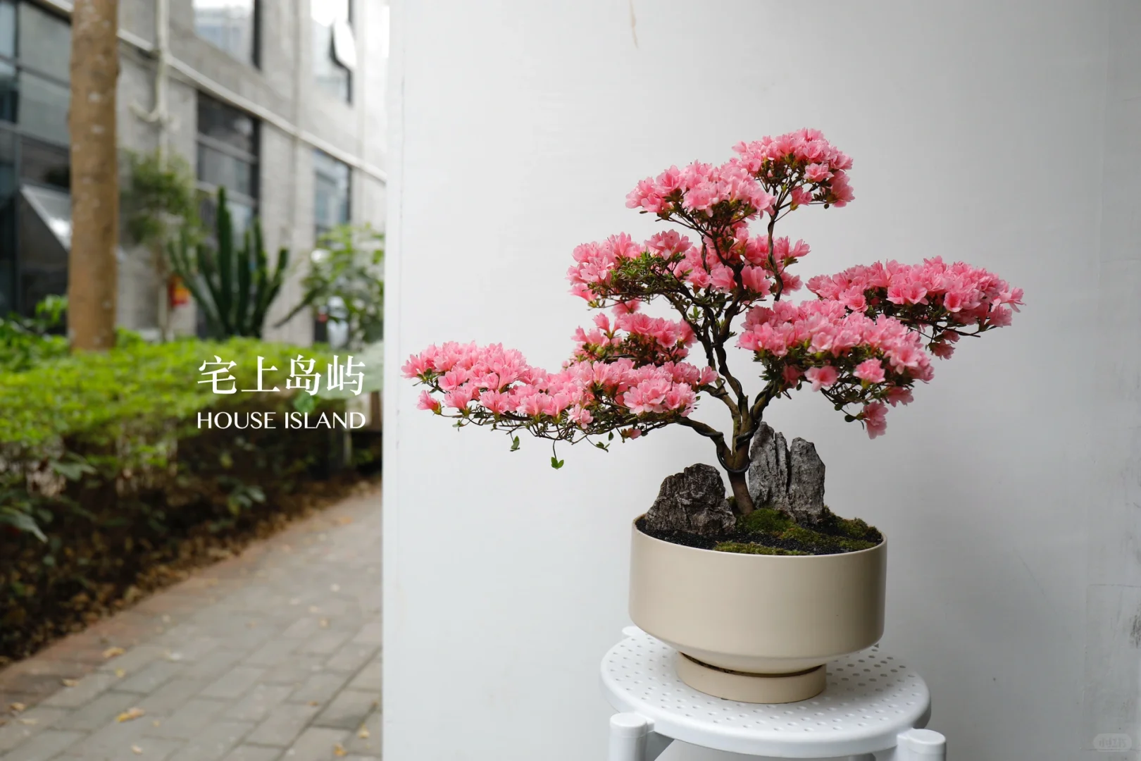 年花设计｜珍珠杜鹃