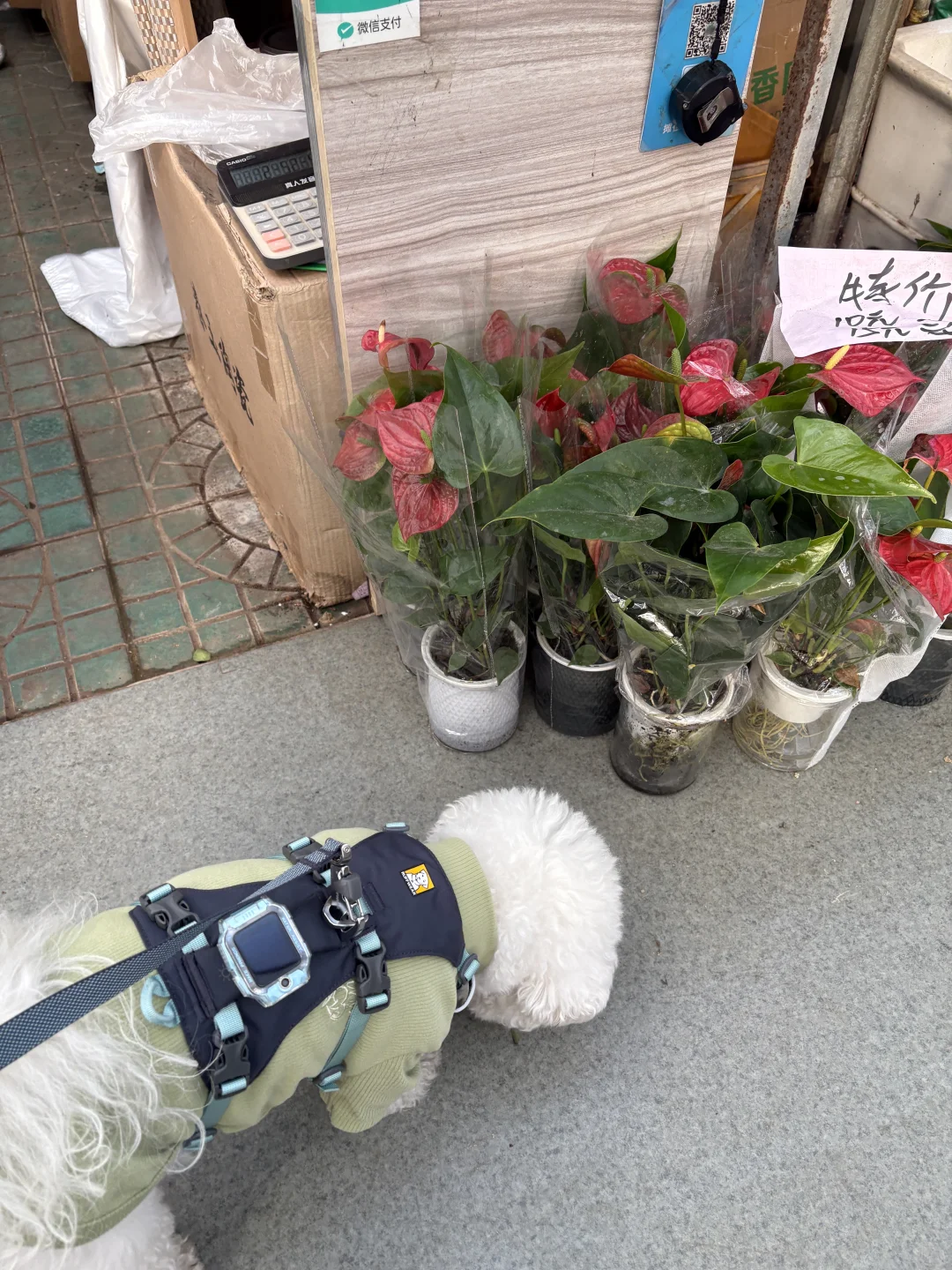 带小狗去四环花卉市场逛逛
