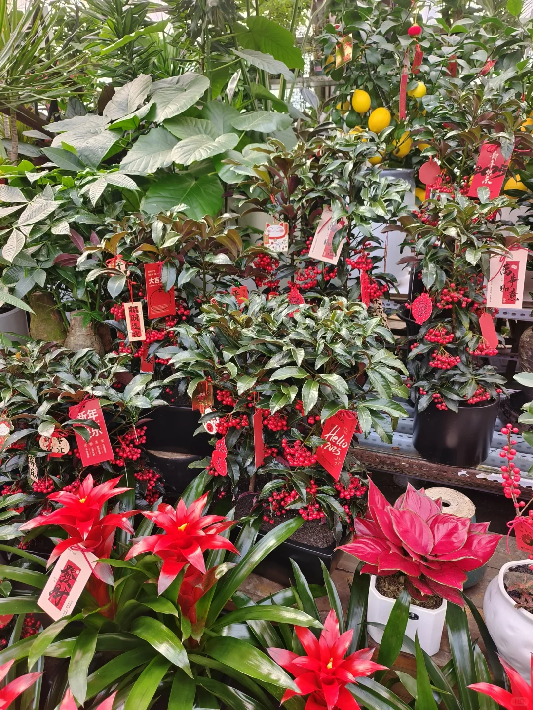 新年快乐?乌鲁木齐绿植盆栽