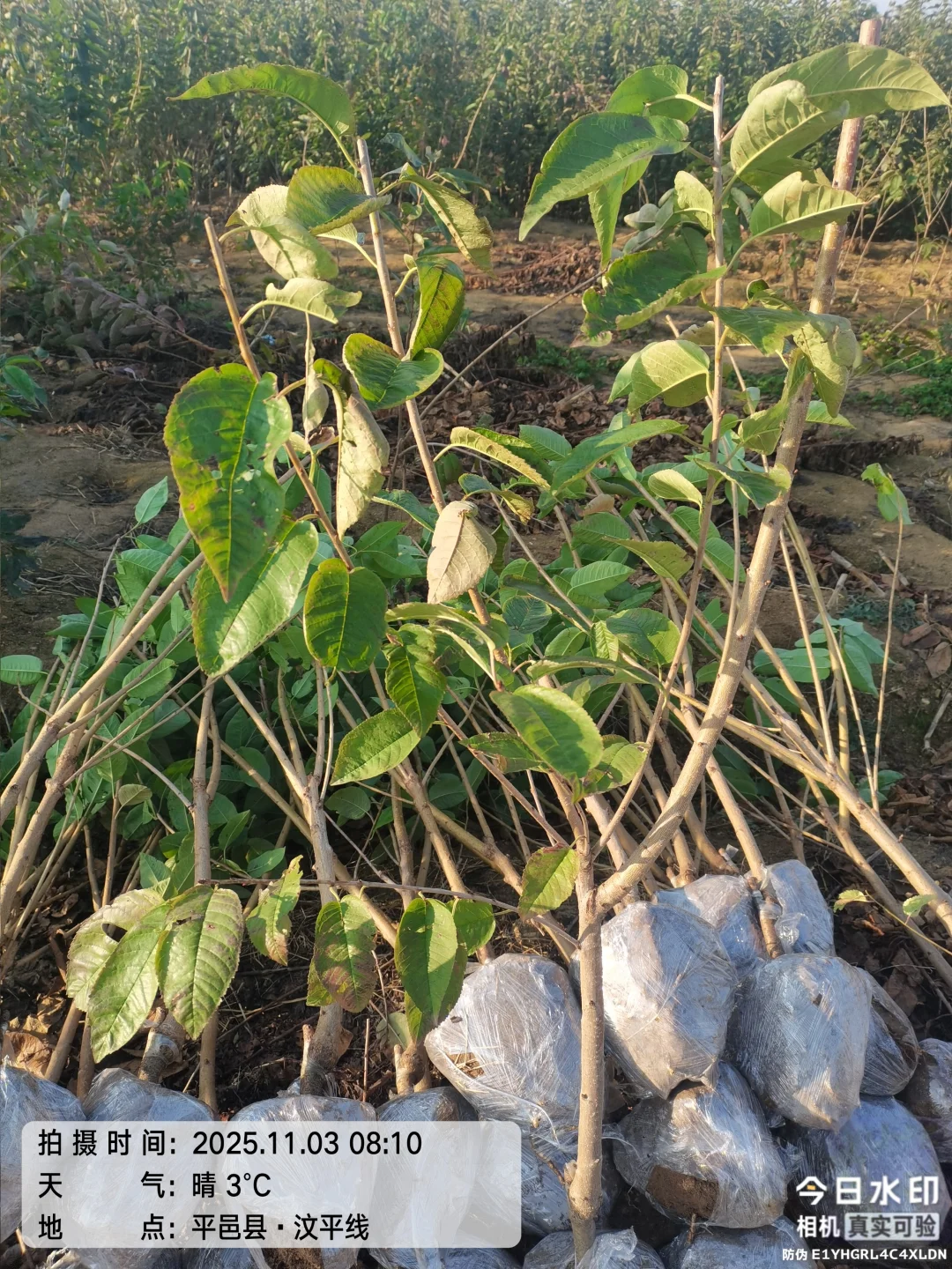 大樱桃车厘子树苗现在种正合适