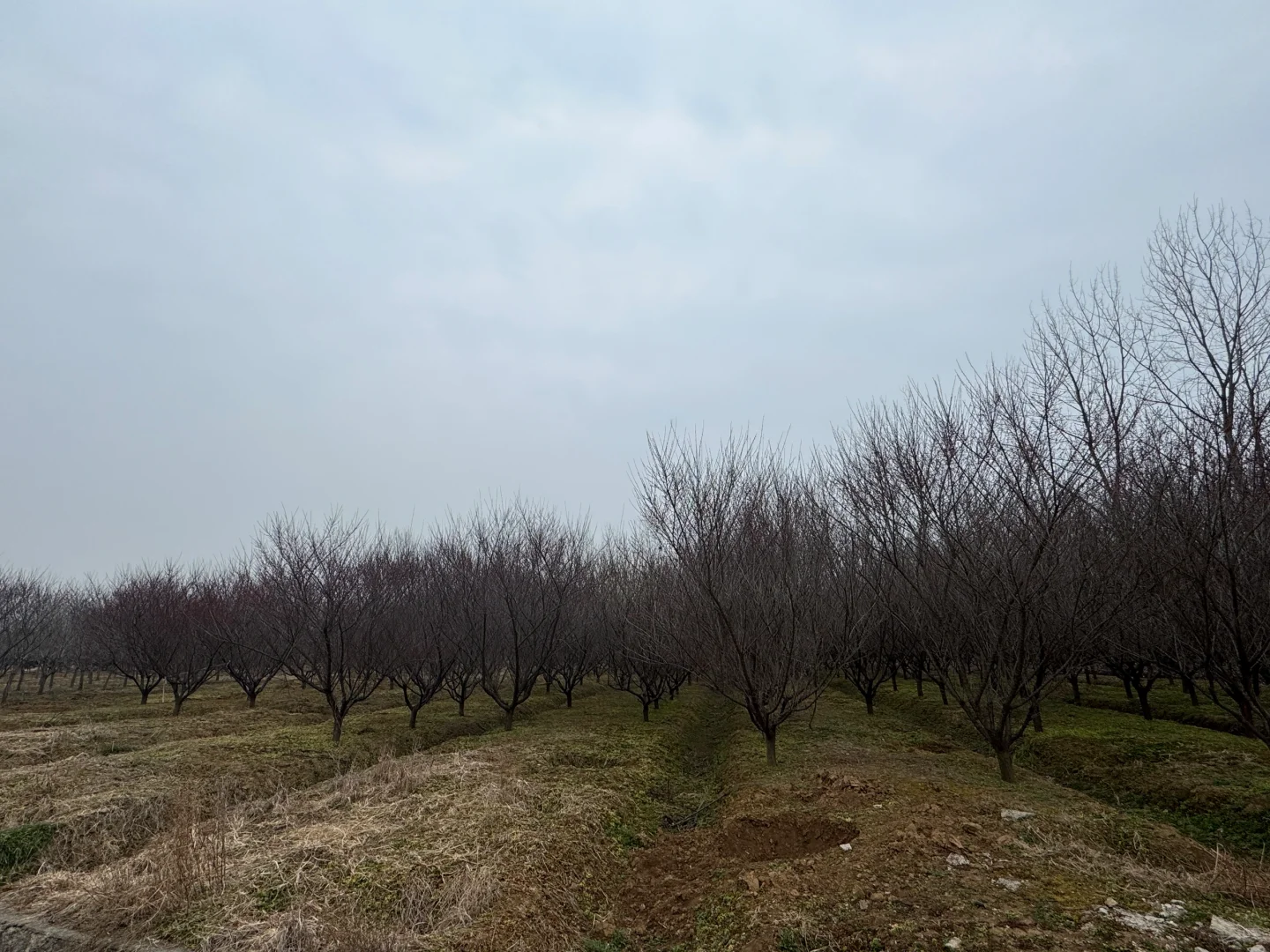 我家近千亩苗圃