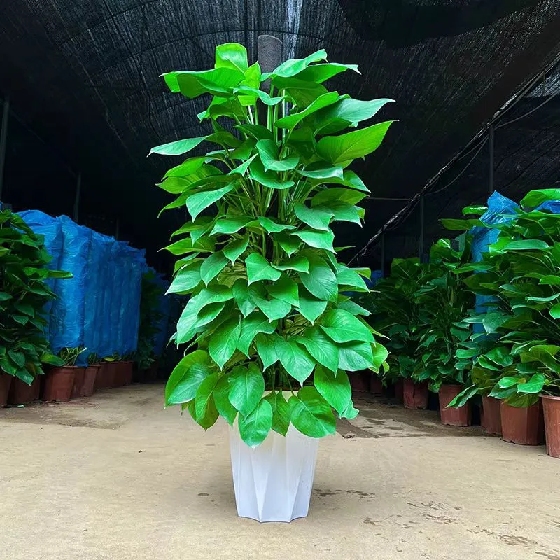 1.5大绿萝柱封神！艺彤花卉真的会挑?