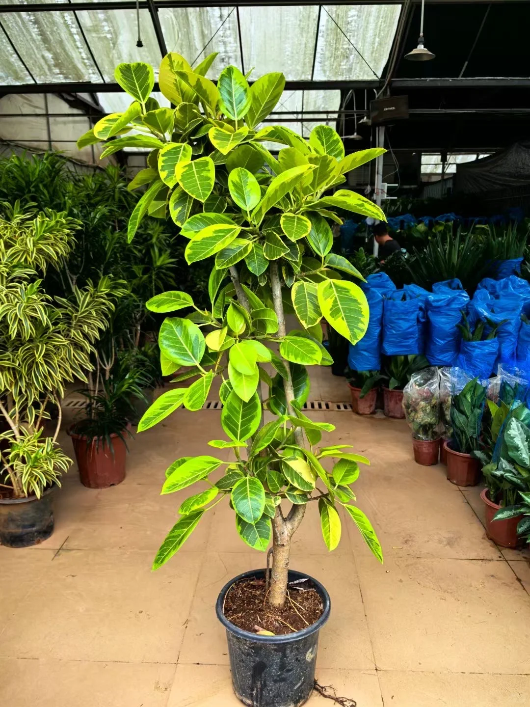 深圳绿植租赁批发同城两小时送达