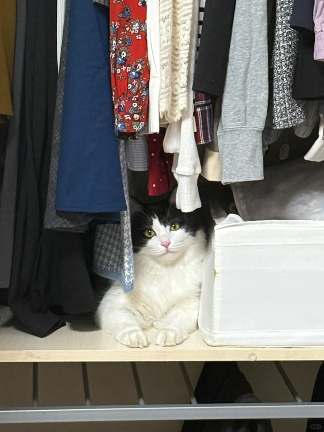 带小狗去四环花卉市场逛逛