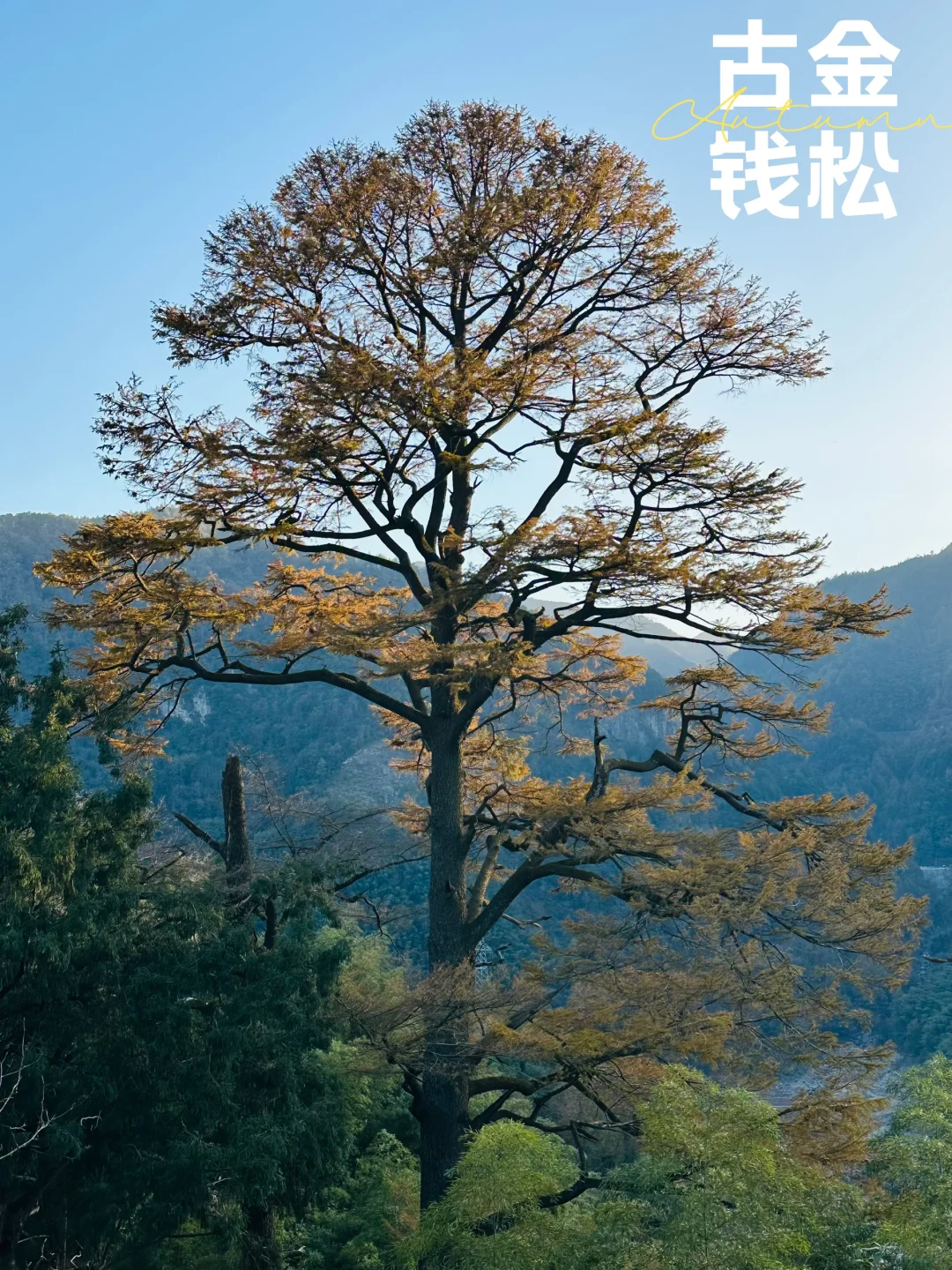 随时四明山，秋季特别赞