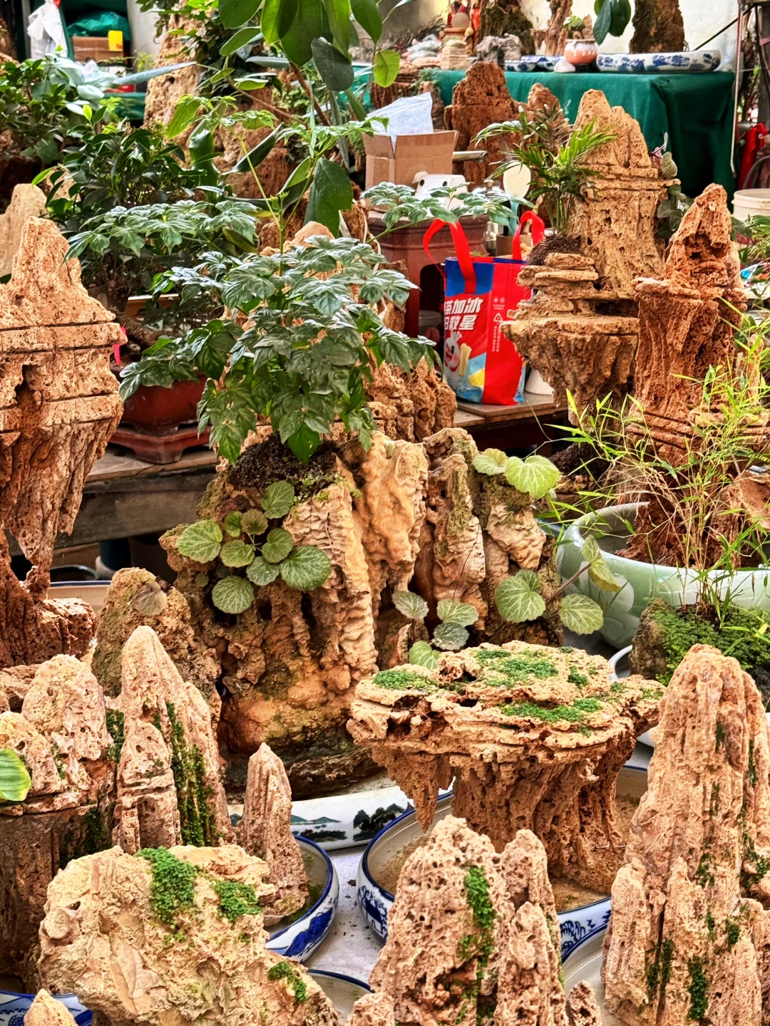 去张庄富莱花卉大市场淘花了