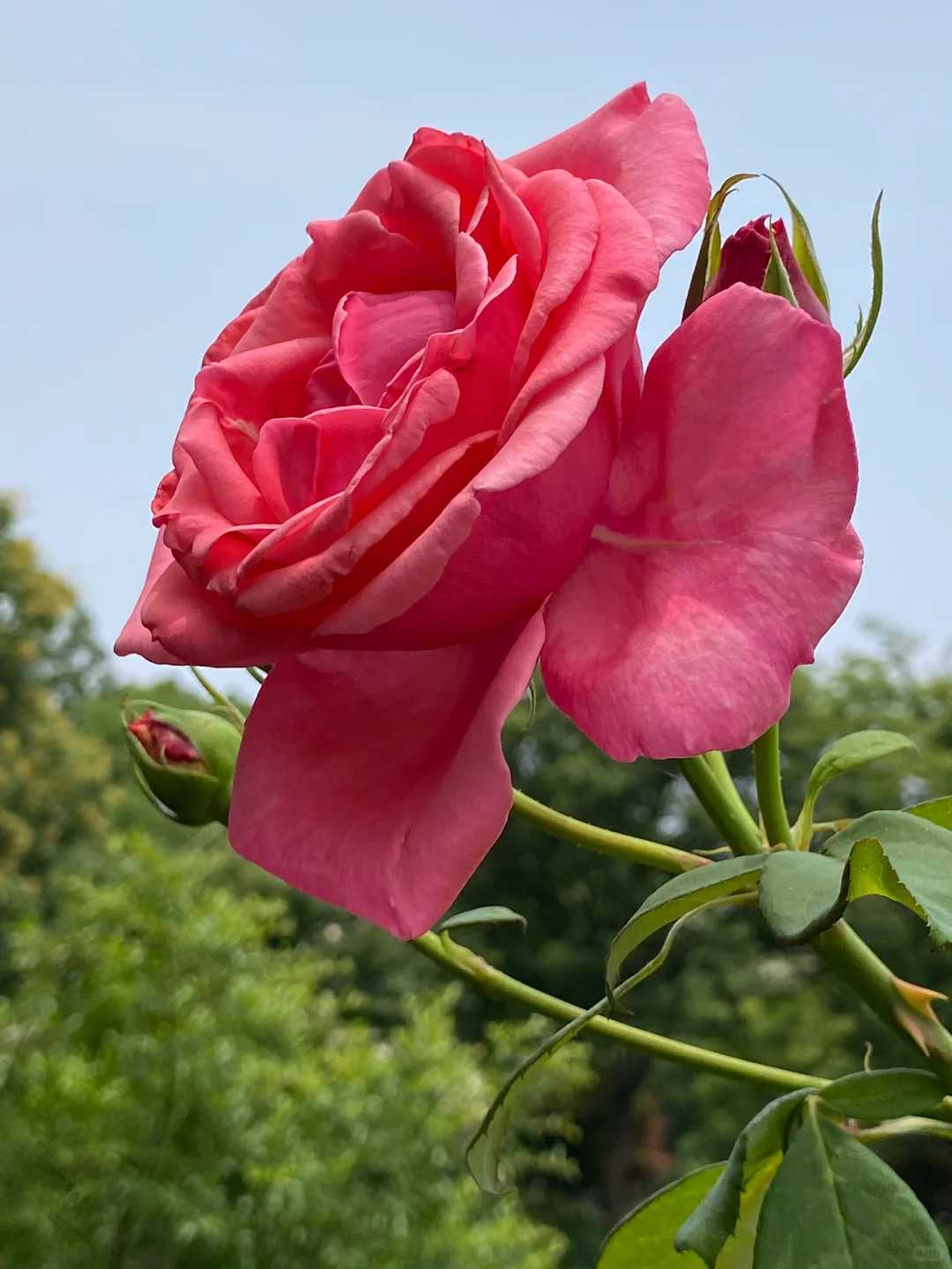 这棵月季花开出两种颜色