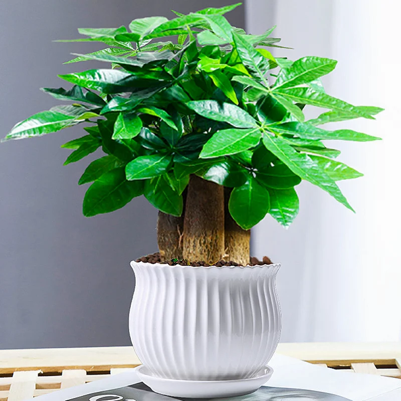 ✨招财树水培种草｜新中式绿植好物