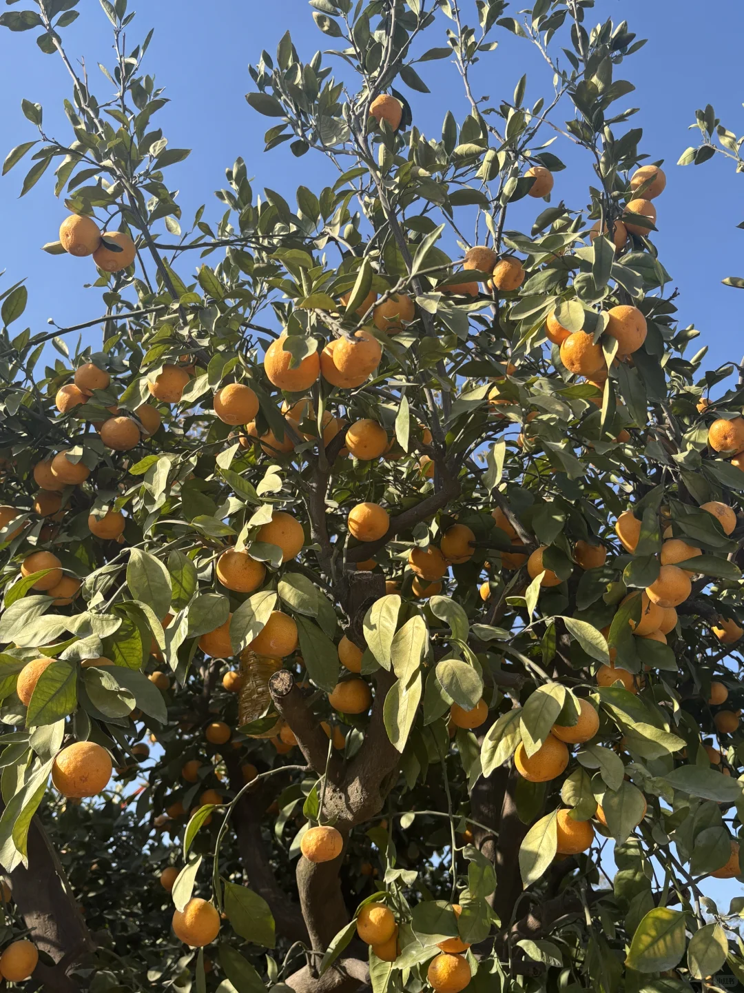 今日幸福感来于花市