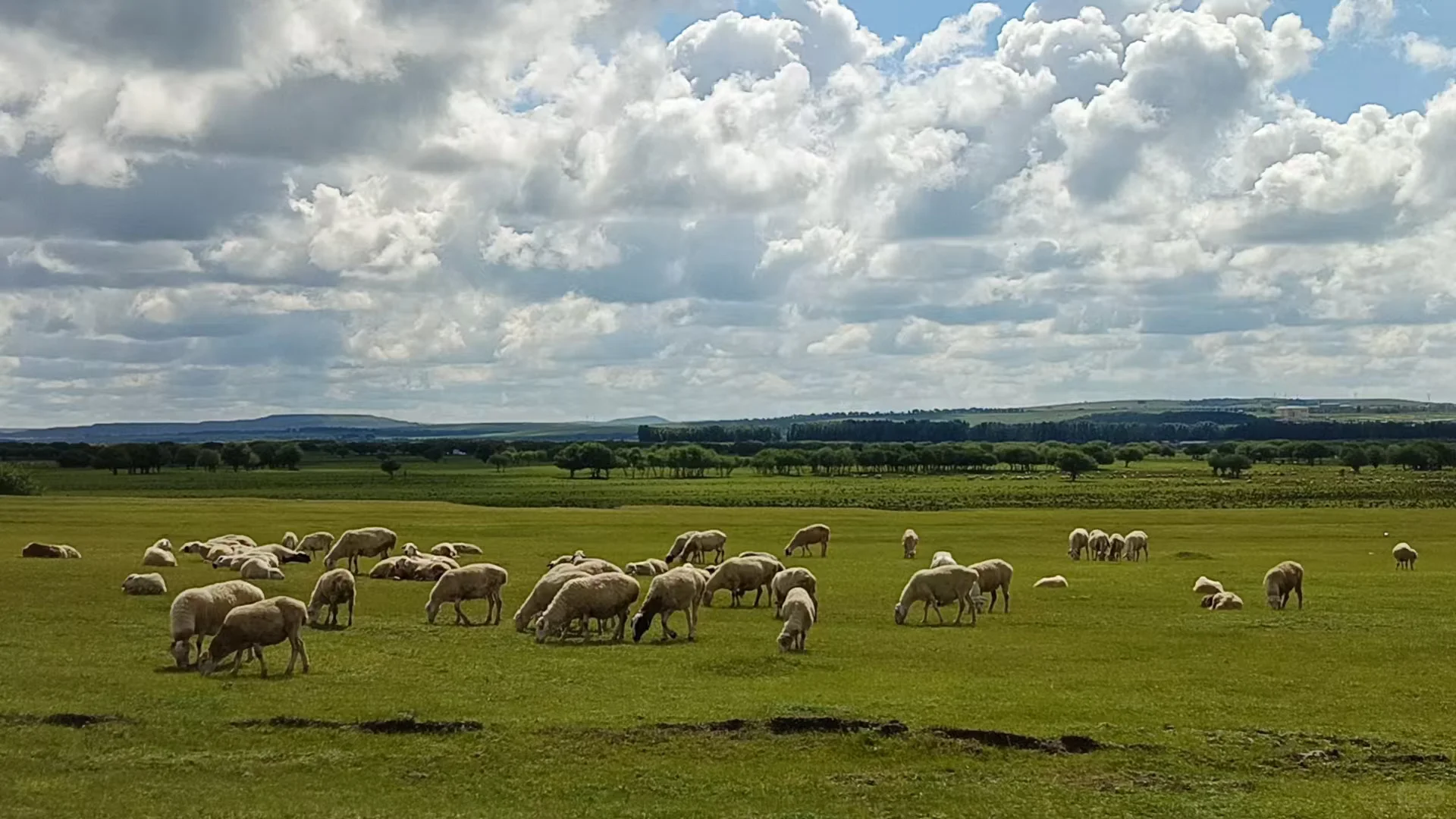 出售呼伦贝尔牛羊肉奶制品
