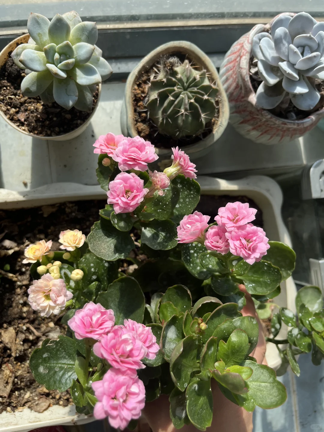 ?阳台党绿植强推虎皮兰！！