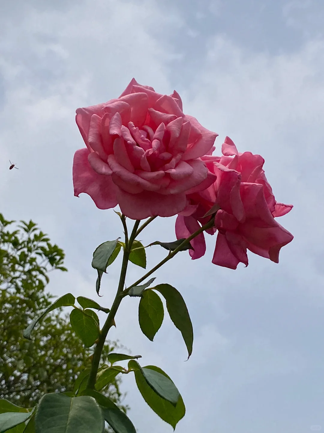 这棵月季花开出两种颜色