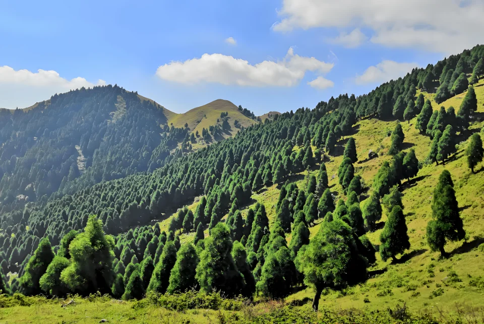 国家储备林项目可行性研究报告