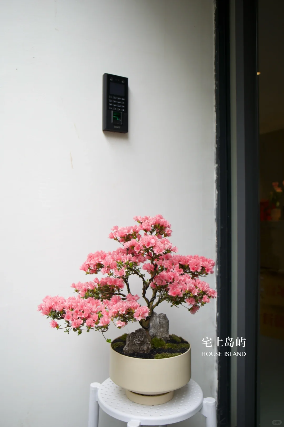 年花设计｜珍珠杜鹃