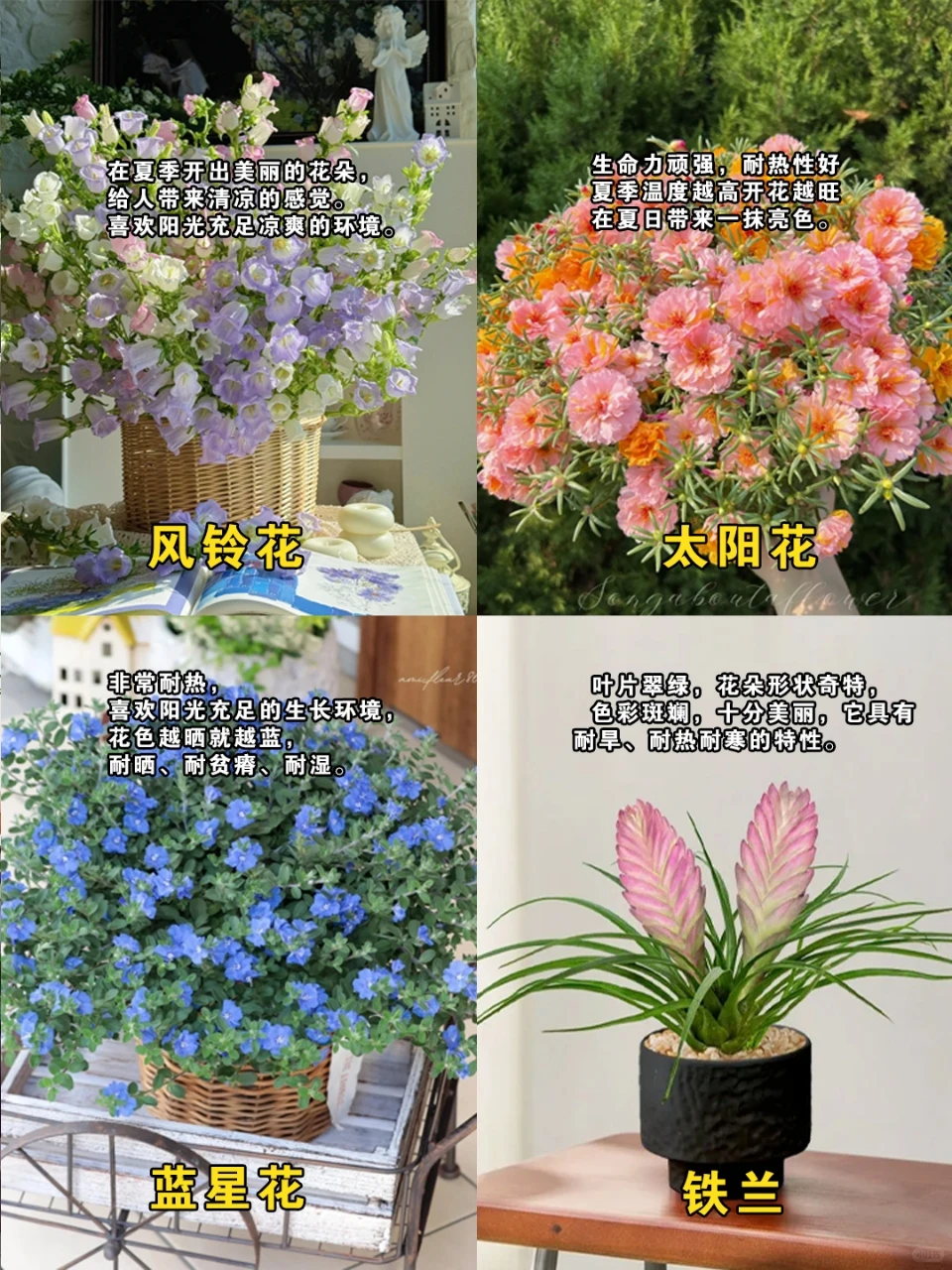 夏日爆花不断的盆栽?新手也能轻松养活?