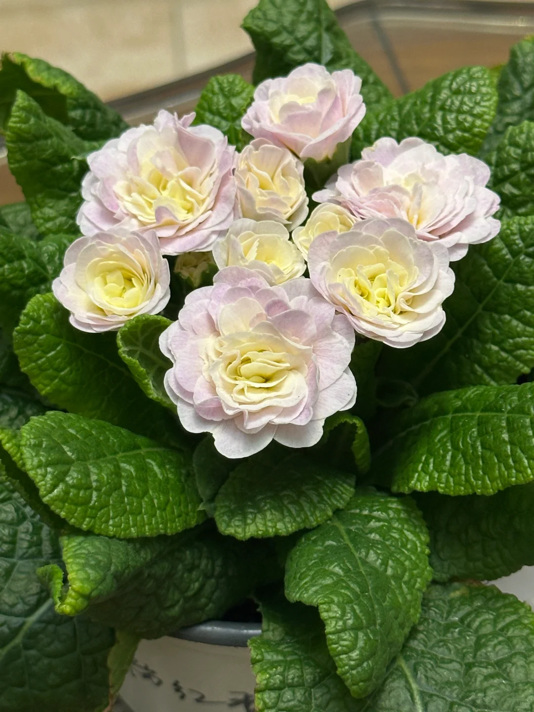 方兴长治进口Belarina重瓣报春花