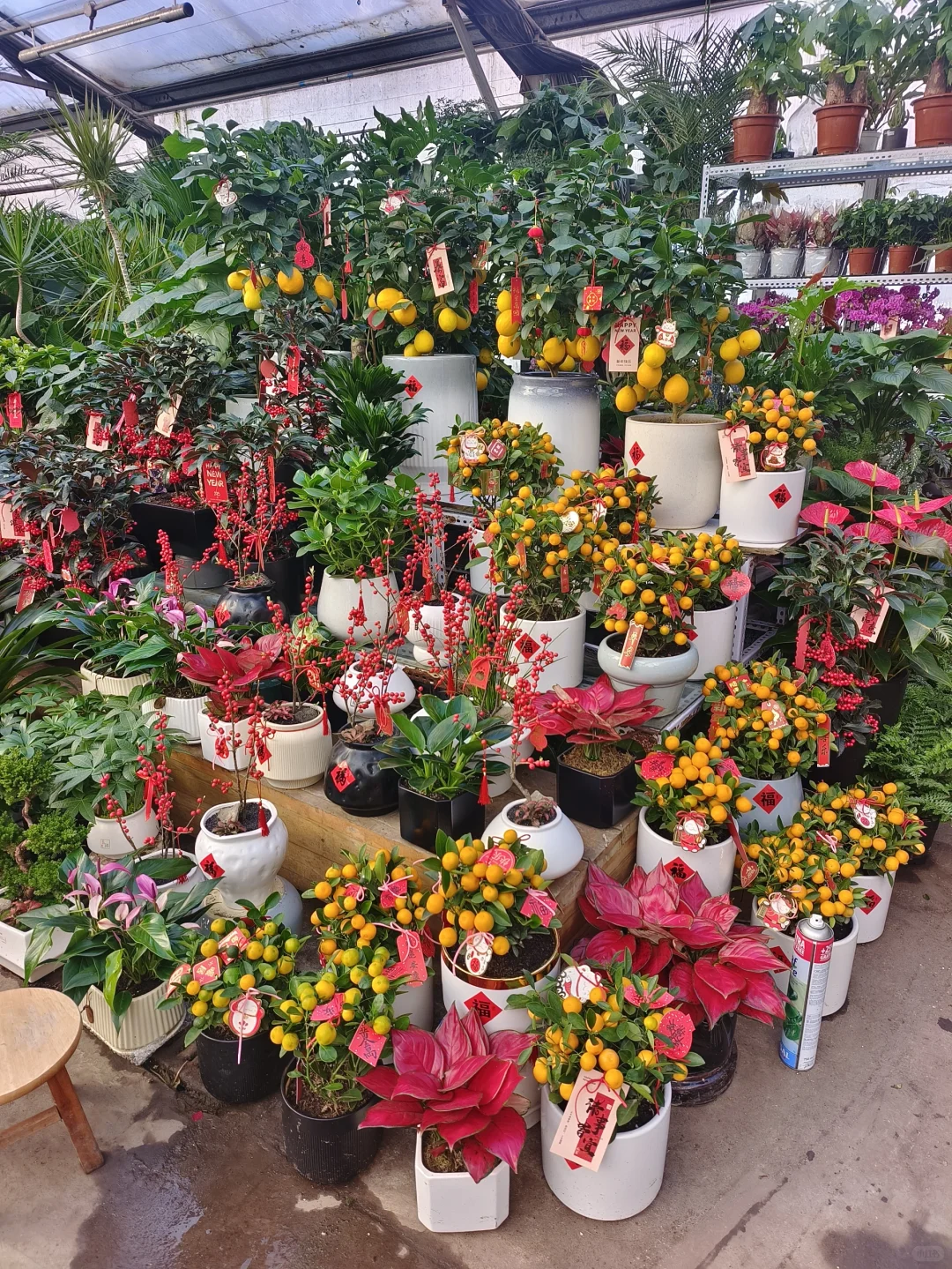 2025蛇年年宵花日常?乌鲁木齐绿植