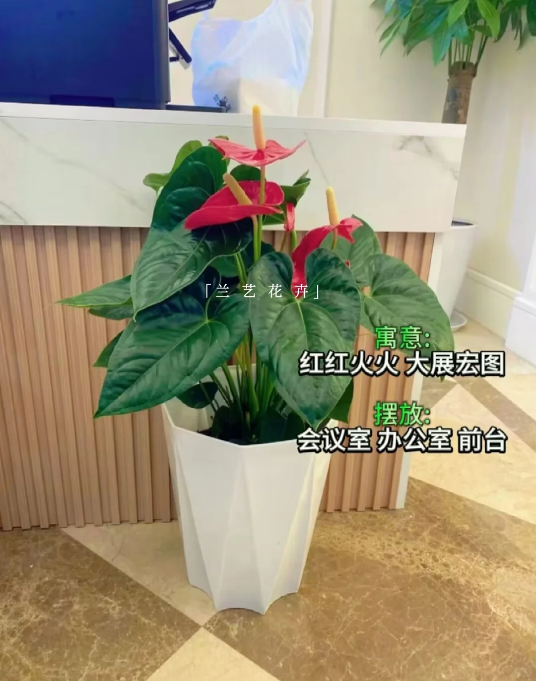 12种办公室大型绿植推荐｜寓意+养护指南