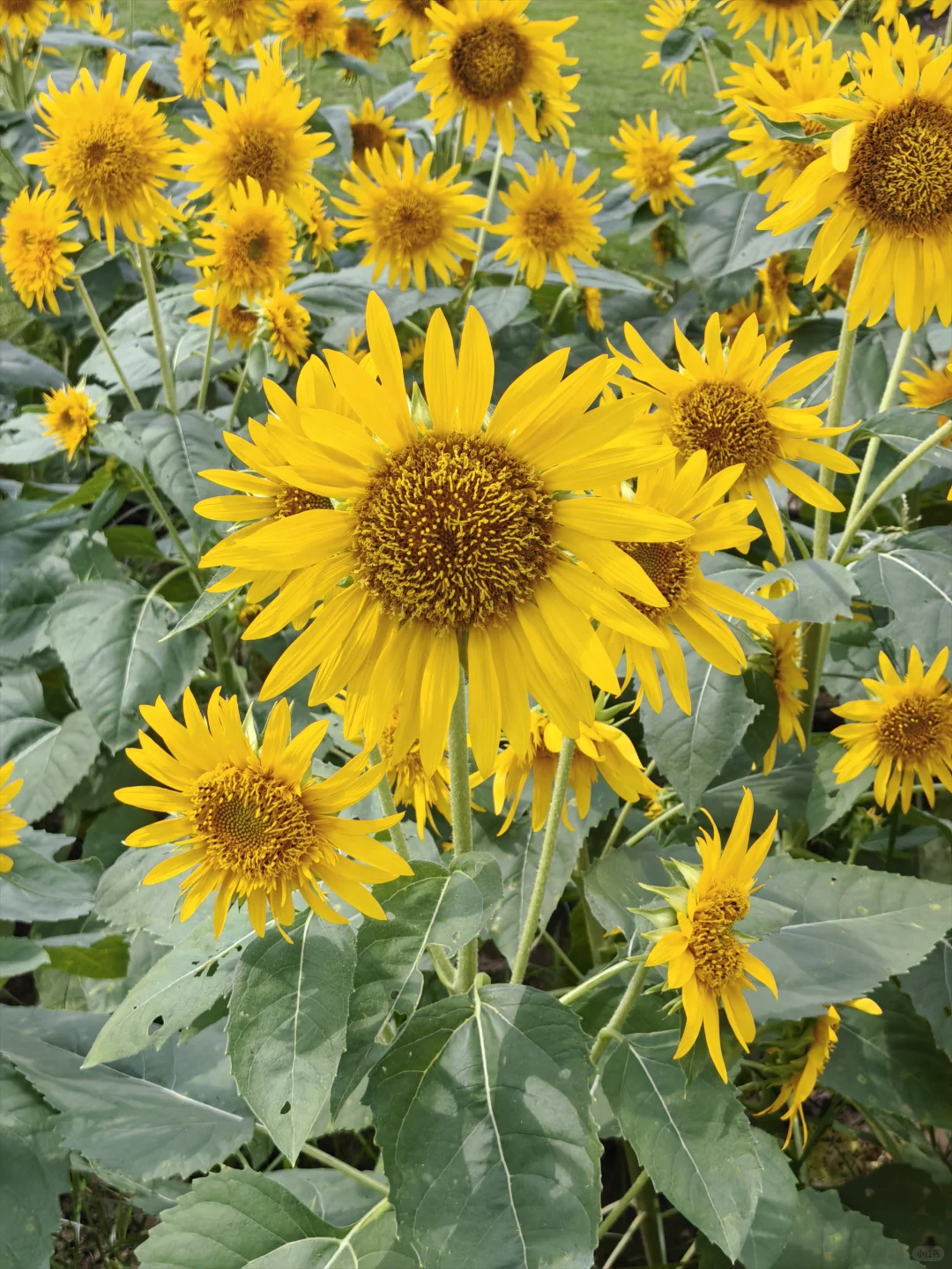 每日一花65: 向日葵