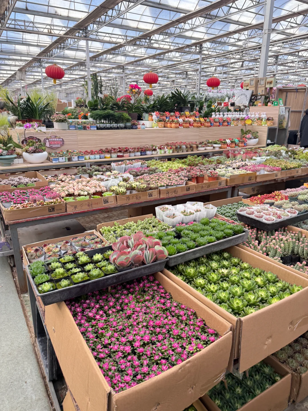 心中第一花市瞅一瞅