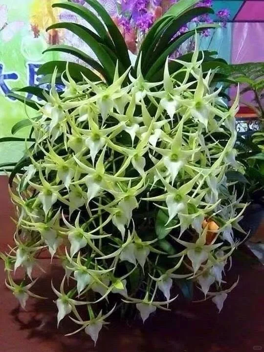 免费送花，有要的联系可邮寄