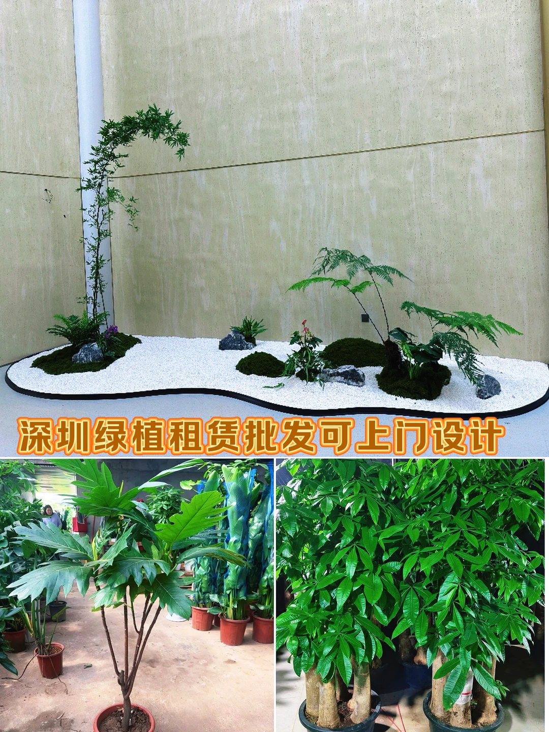 深圳绿植租赁批发，可上门设计出方案。