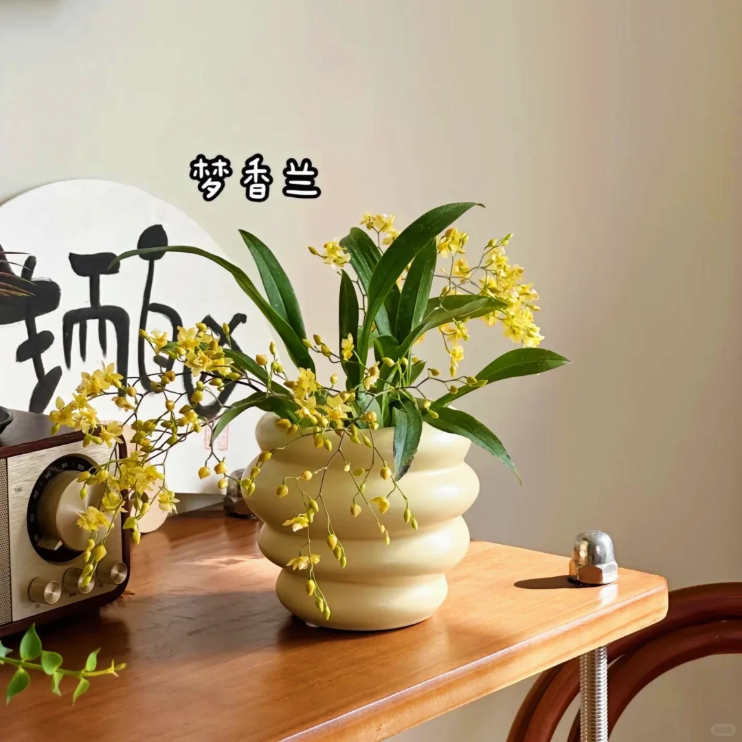 适合室内养的9种高颜值盆栽！！！