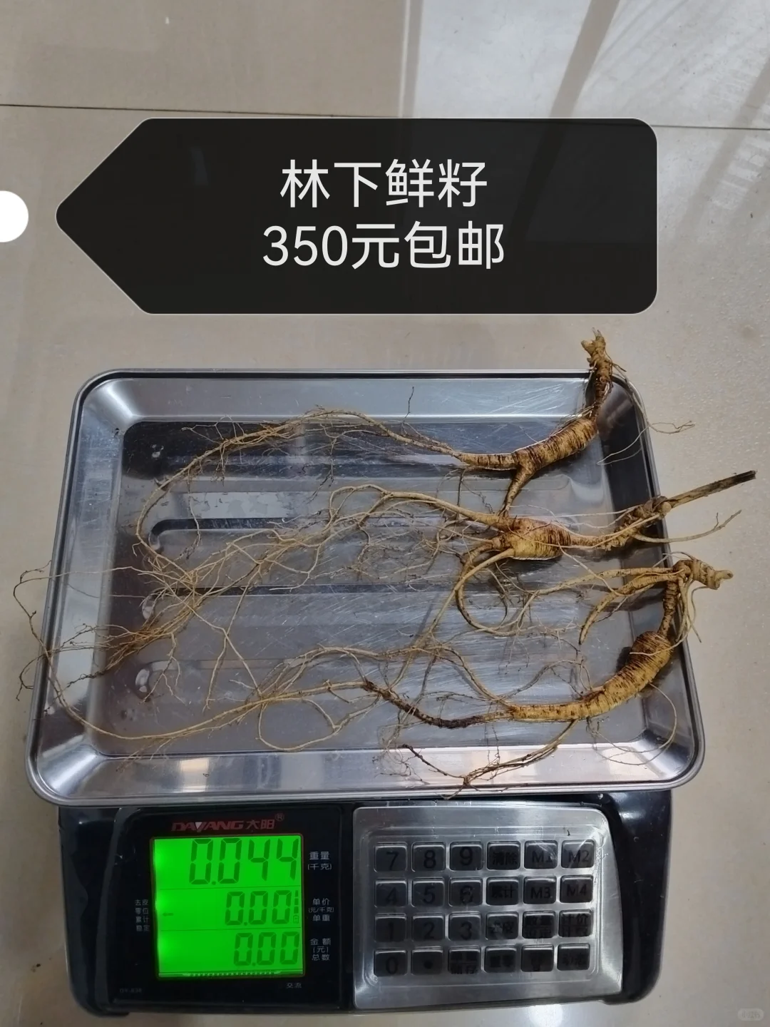 自然林下籽嘎嘎纯