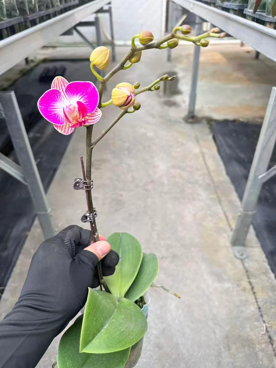 3寸（天堂鸟）单14，双16元，36/56