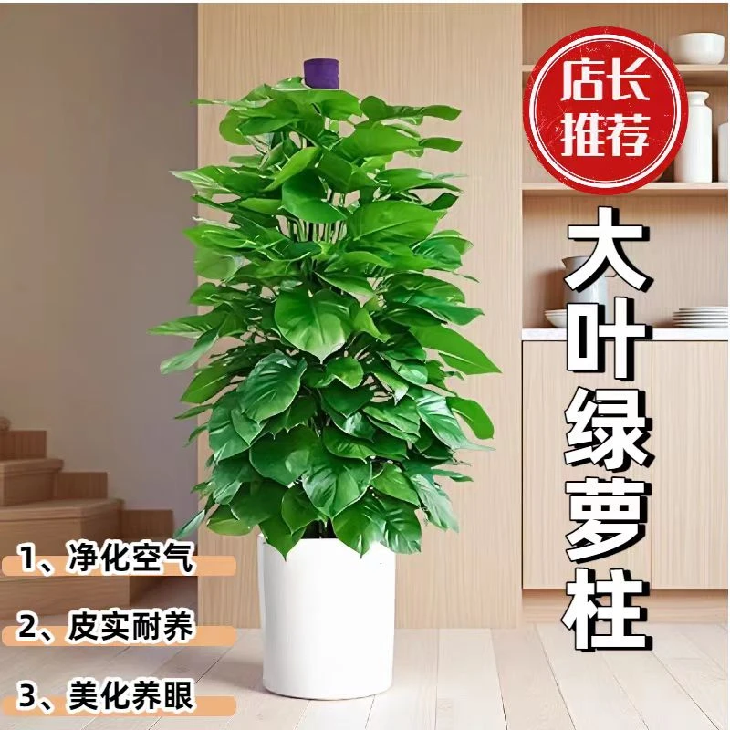 1.5大绿萝柱封神！艺彤花卉真的会挑?