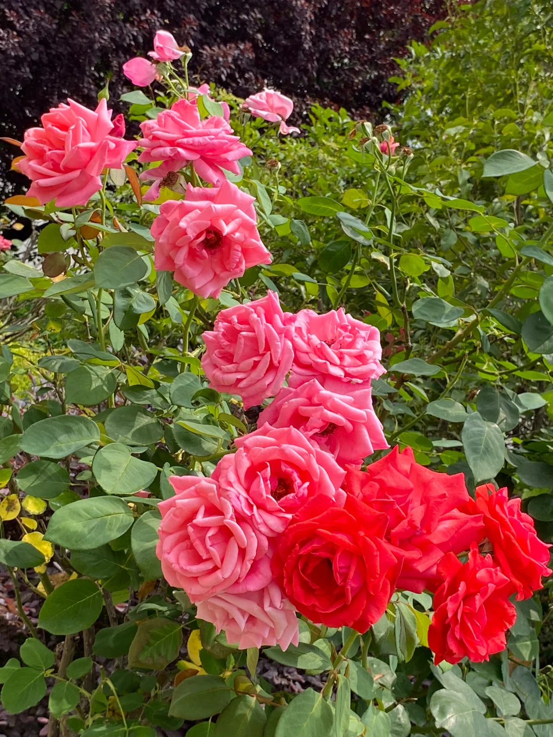 这棵月季花开出两种颜色