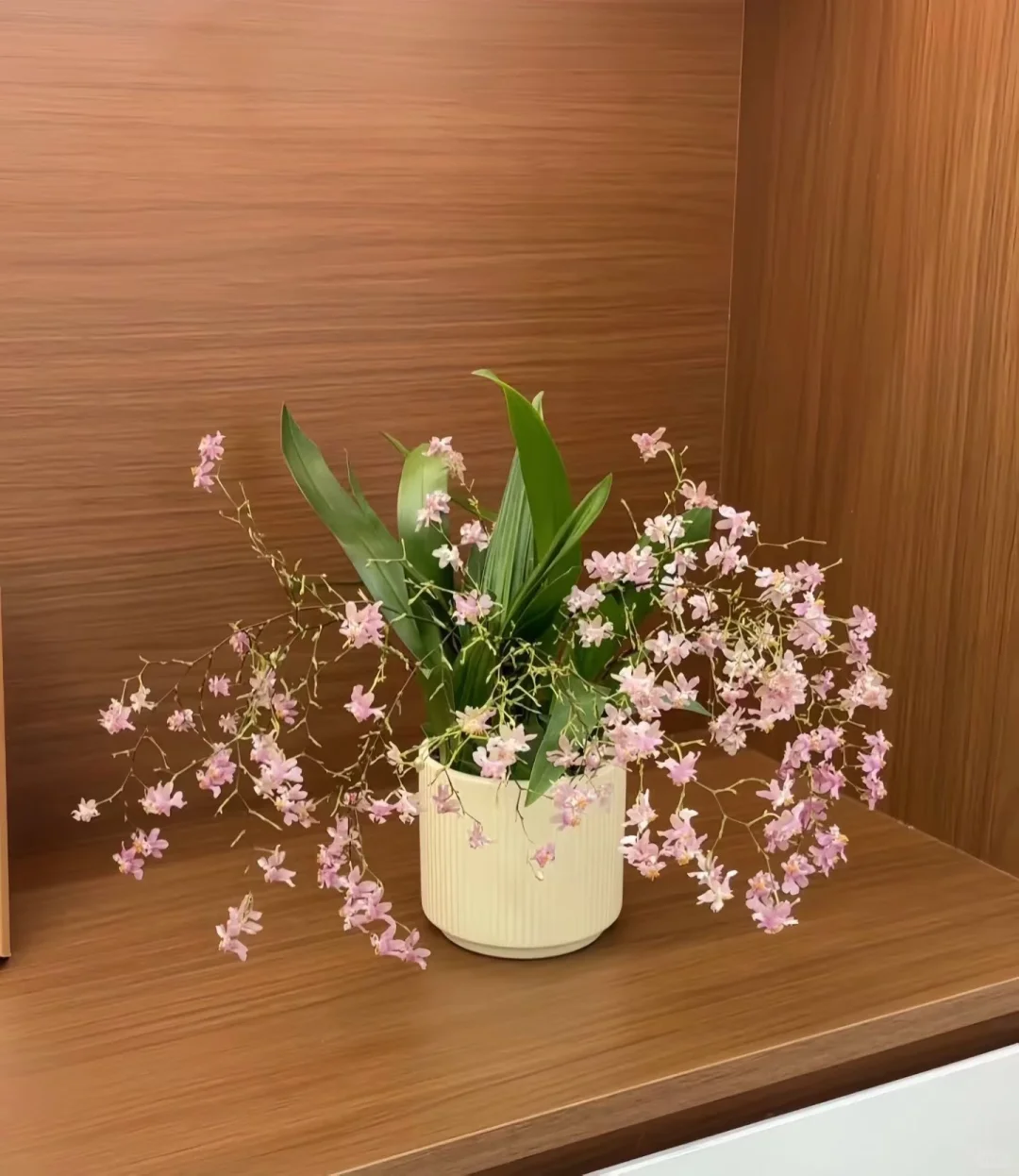 花就是在家里放上一盆也很赏心悦目～