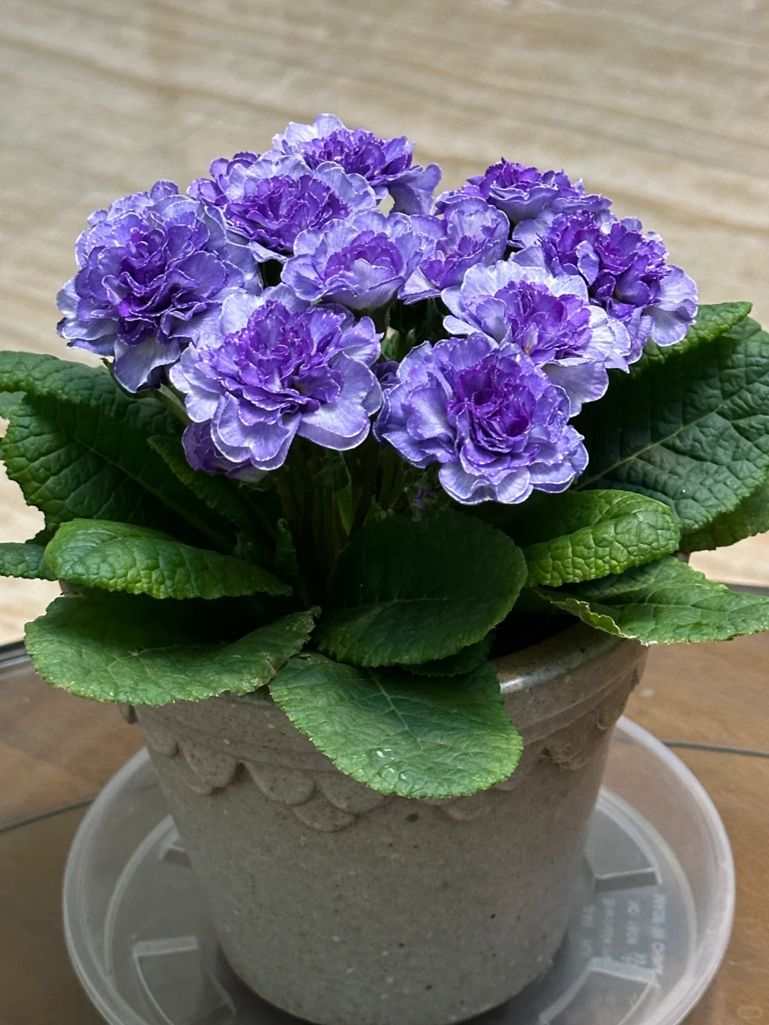 方兴长治进口Belarina重瓣报春花