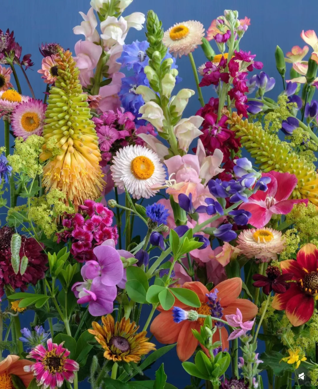 审美｜花艺美图