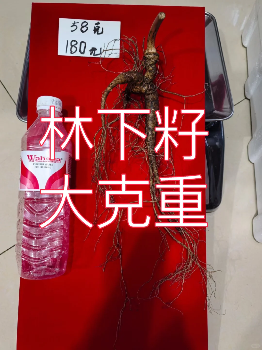 大克重林下籽，须毛好，参形美，泡酒漂亮