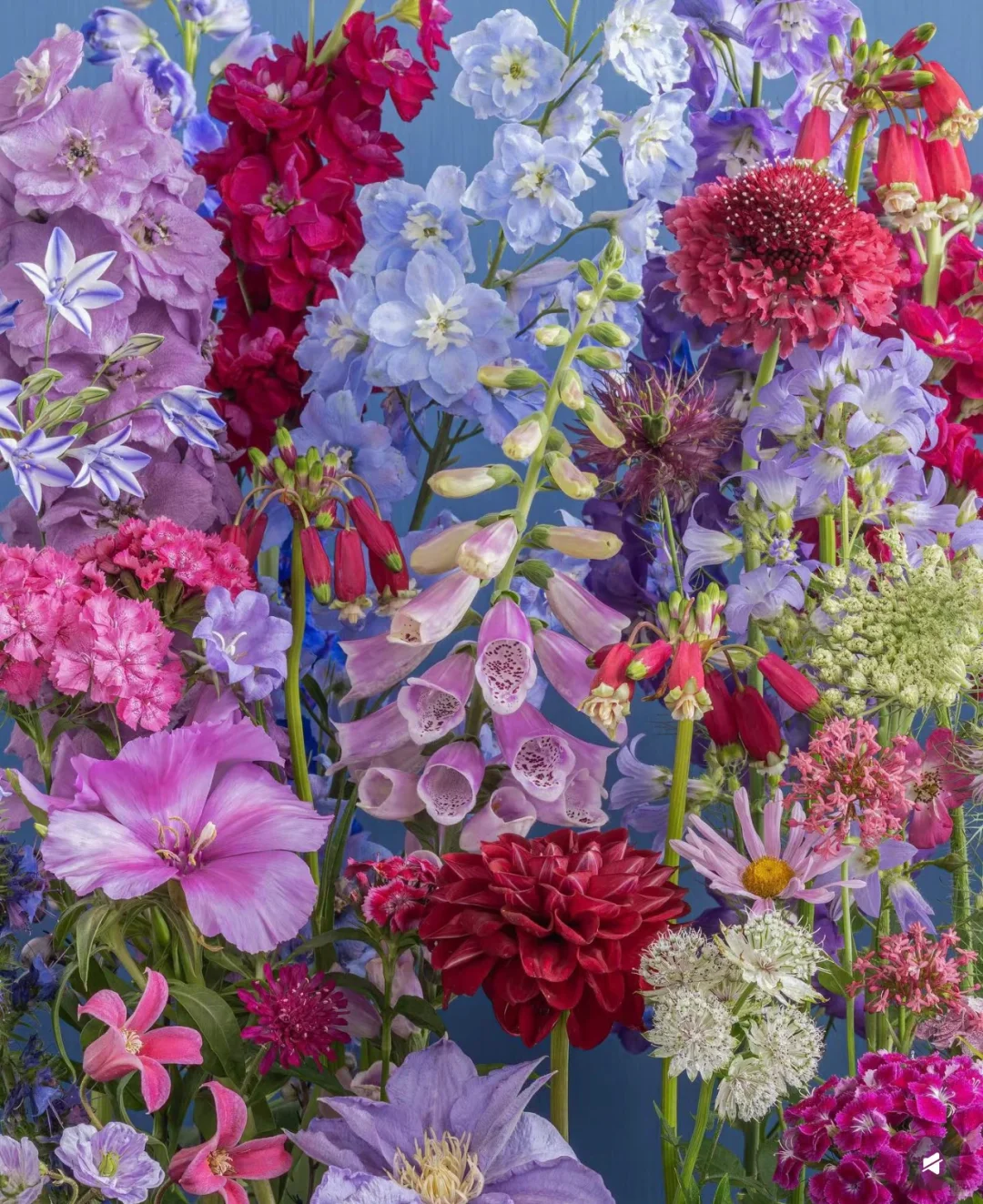 审美｜花艺美图