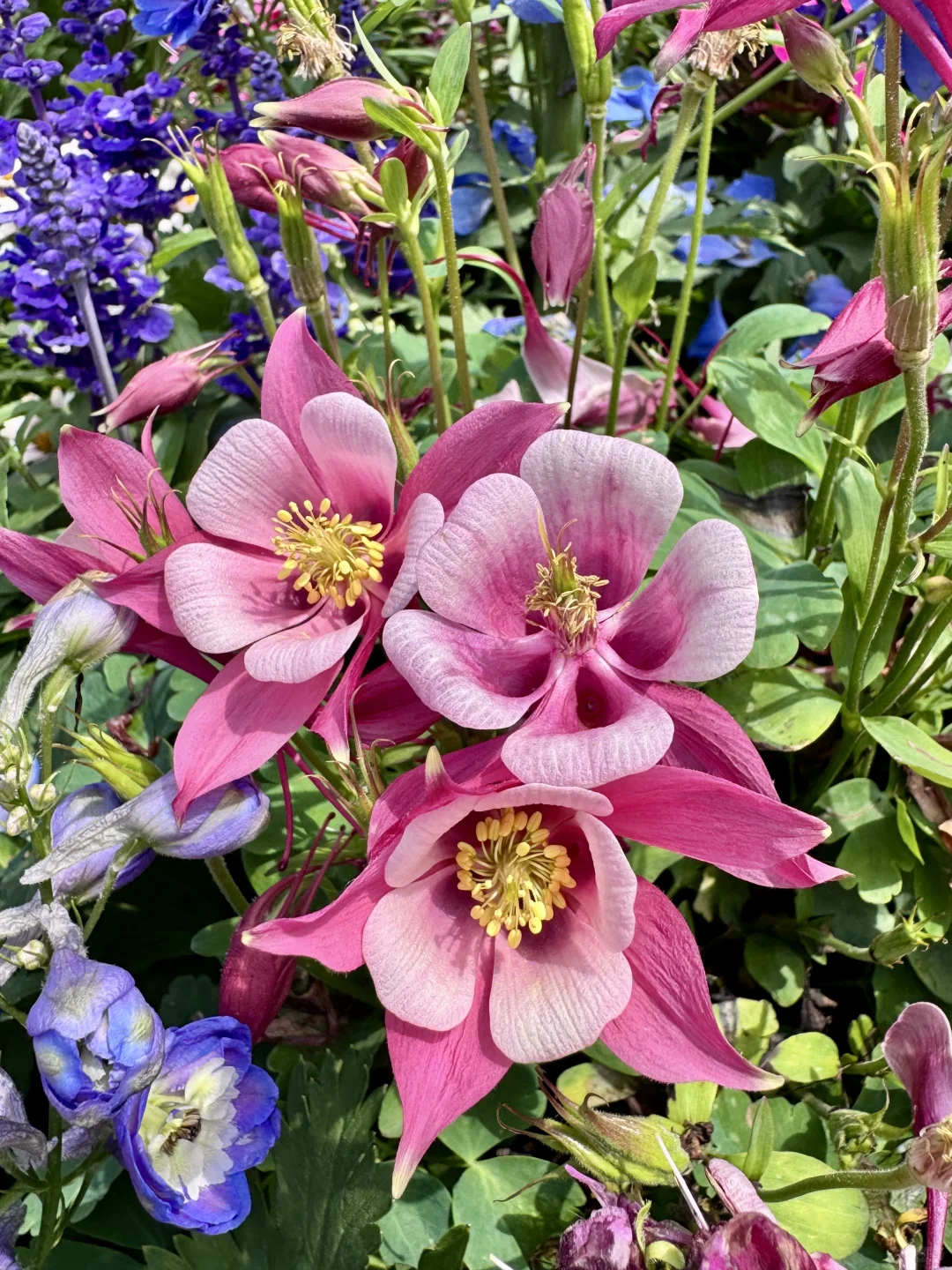 仙气飘飘的耧斗菜