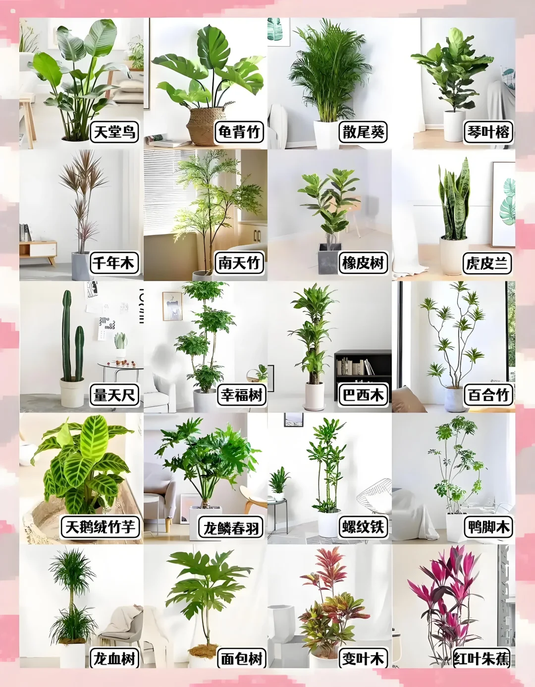 好看又好养的绿植