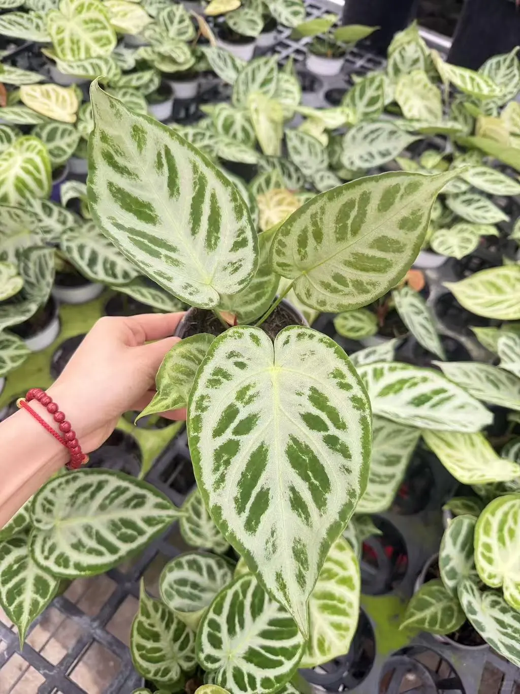 银刷子花烛接批发单，欢迎档口绿植花店询单