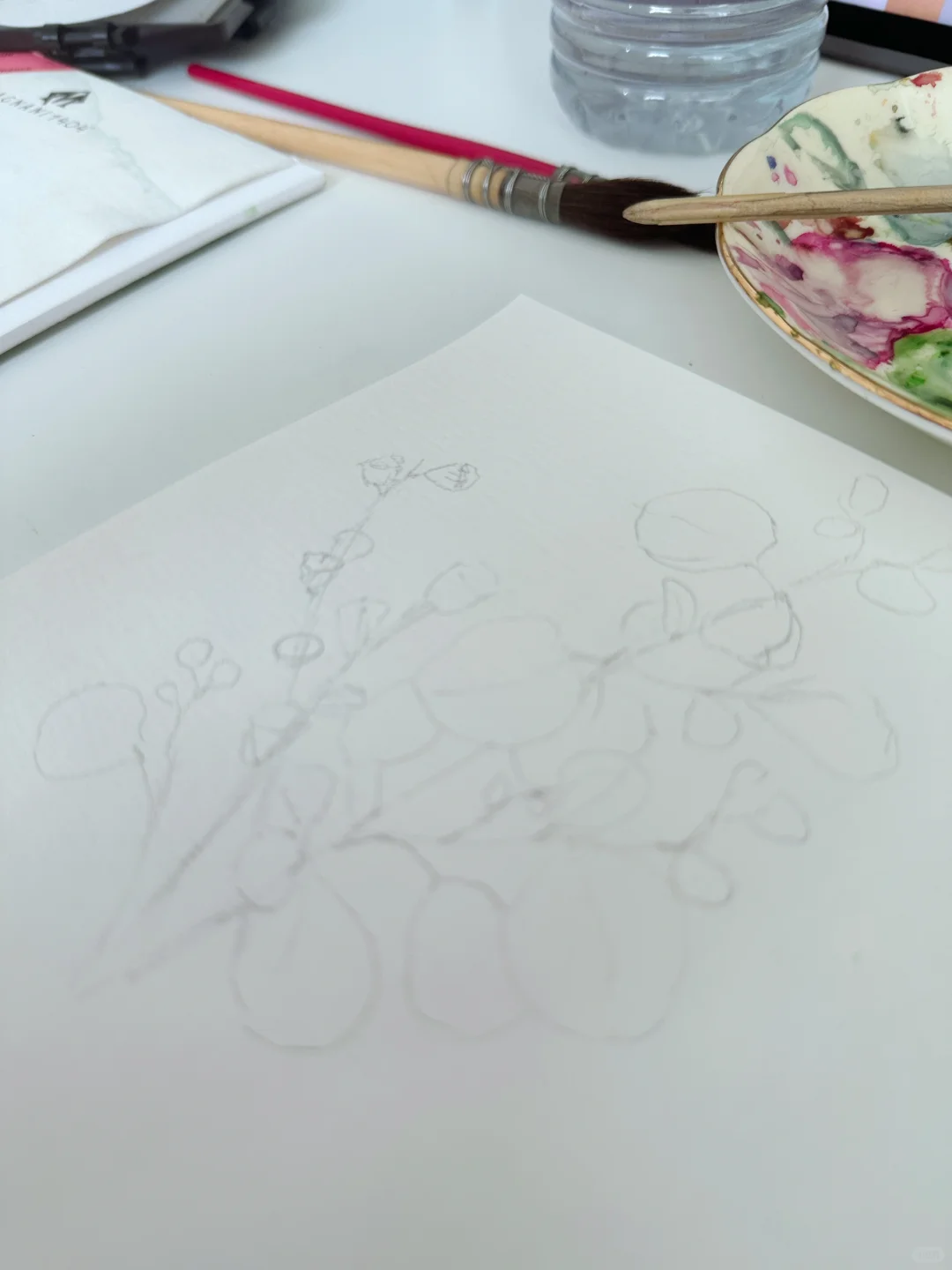 绿意消夏 大圆叶尤加利