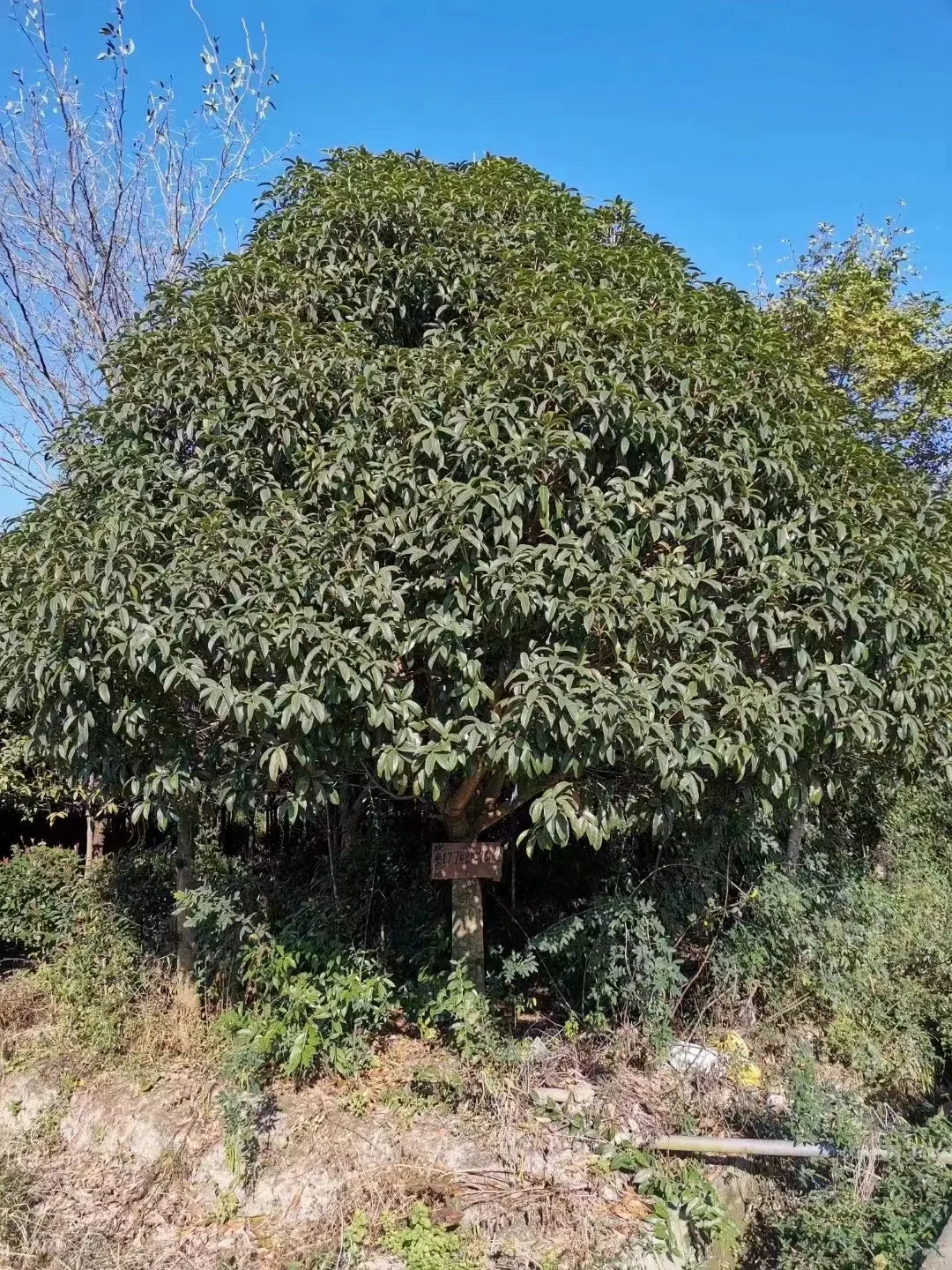 我爸让我把这些树卖出去?