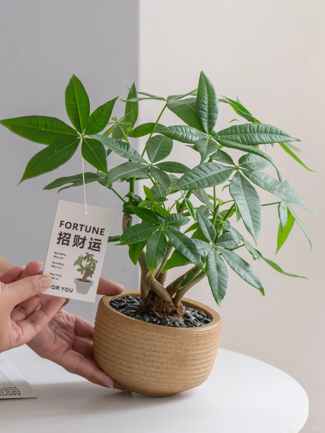 桌面招财树?越看越爱 越养越旺?