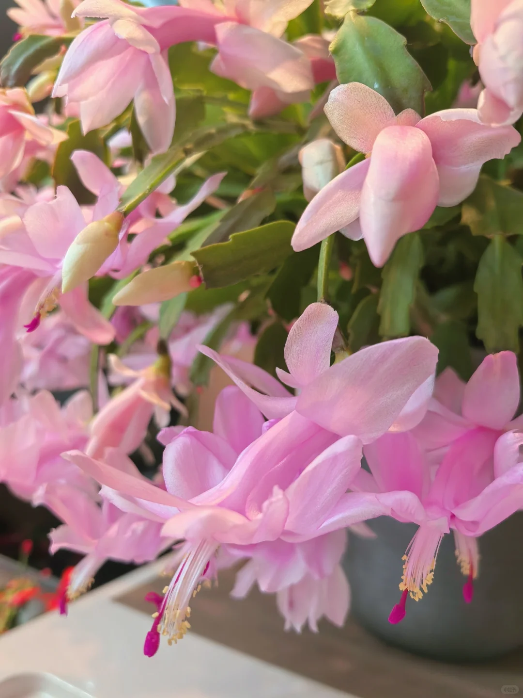 蟹爪兰的高光时刻到啦