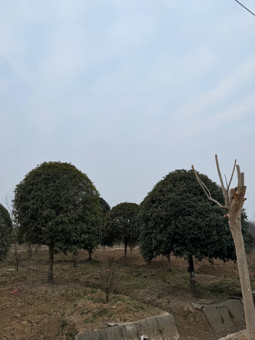 我家近千亩苗圃