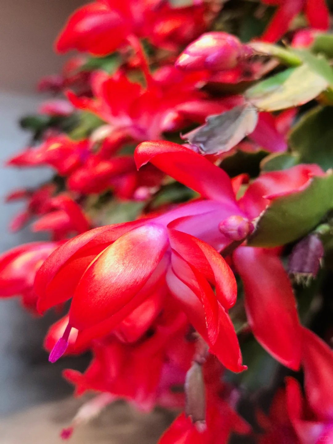 蟹爪兰的高光时刻到啦