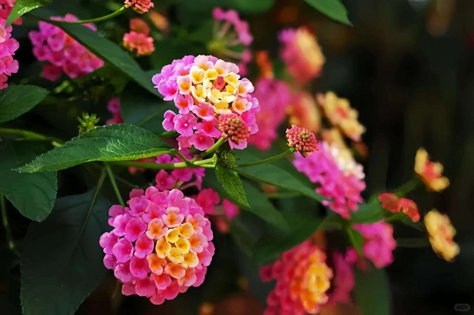 每天认识一种植物Day142——马缨丹