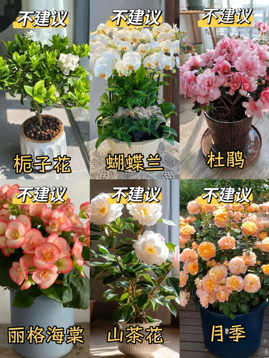 新手小白必看｜推荐养与不建议养的花?