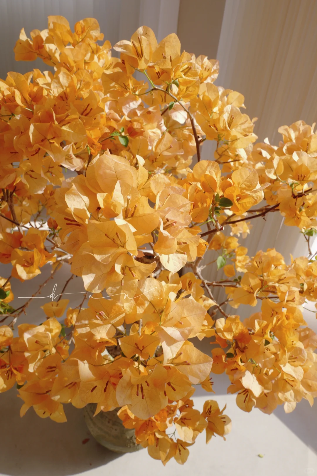 我家的花呀..金灿灿..