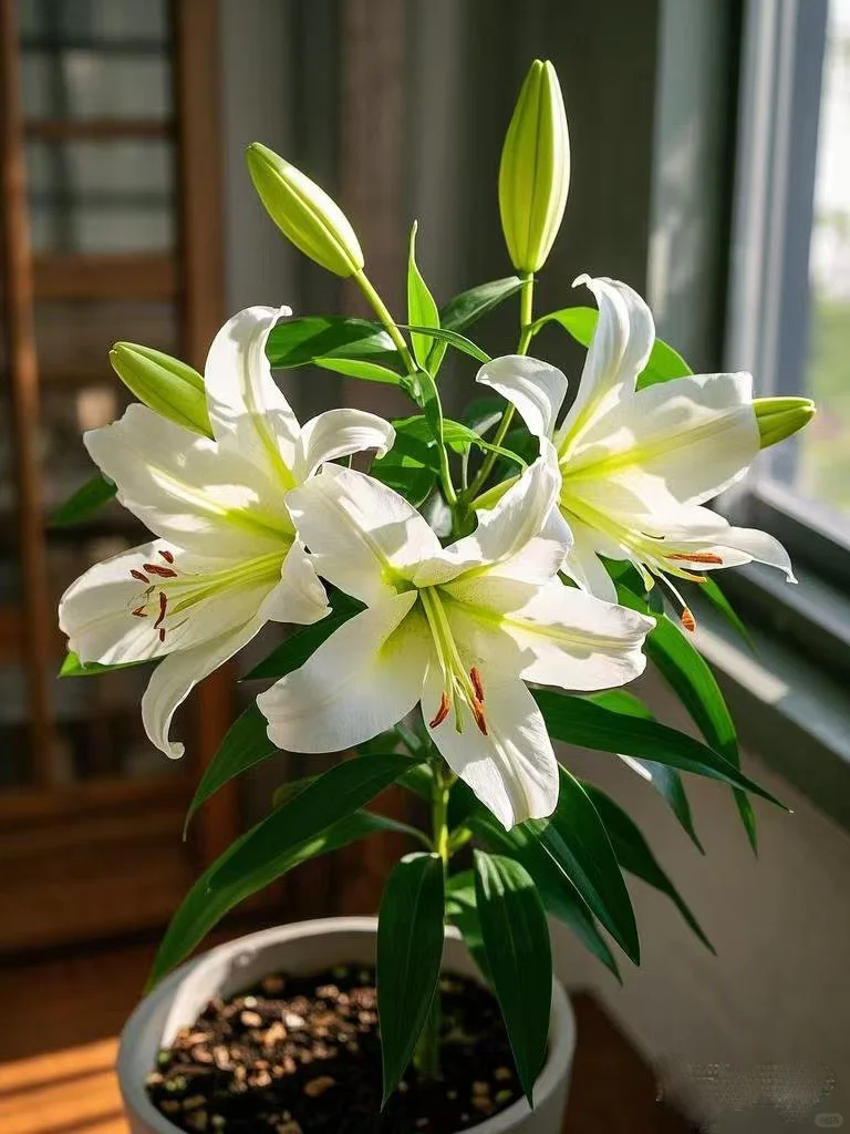 No.77#每日一植#百合?